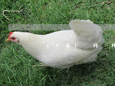 廣發(fā)銀行為什么不能申請停息掛賬