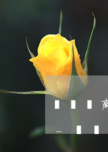 廣發協商還款方案二次違約重新協商可以么-廣發協商后還款晚幾天可以嗎