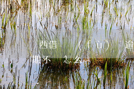廣西借唄負(fù)債逾期怎么處理(借唄逾期不還怎么辦)