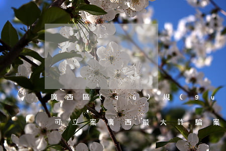 廣西區(qū)規(guī)定詐騙多少錢可立案(廣西最大詐騙案金額)