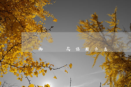 廣西橫縣欠信用卡名單(橫縣失信人名單)