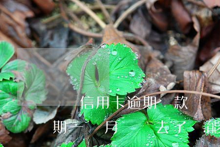 廣辦信用卡逾期還款(廣發(fā)信用卡逾期一個月還進去了還能使用嗎)