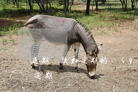 延期還款和逾期的區(qū)別(延期還款算逾期嗎)