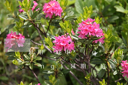 延期開庭申請(qǐng)書(疫情申請(qǐng)延期開庭申請(qǐng)書)