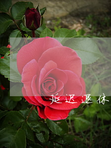 延迟退休年龄一览表(延迟退休年龄一览表)