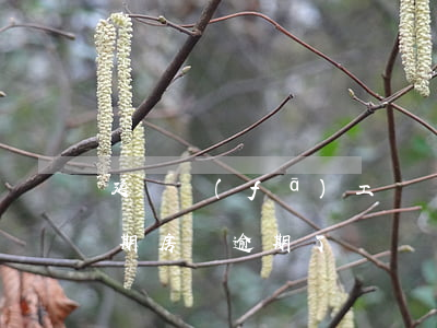 延遲發(fā)工資導(dǎo)致房貸逾期(房貸逾期了)