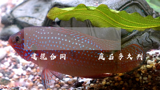 建筑合同糾紛開庭后多久判決