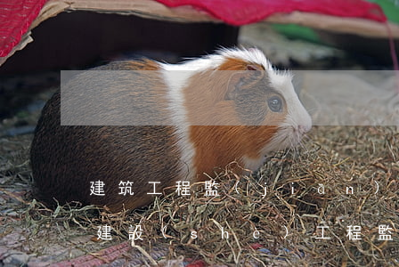 建筑工程監(jiān)理規(guī)范(建設(shè)工程監(jiān)理規(guī)范最新版50319-2019)