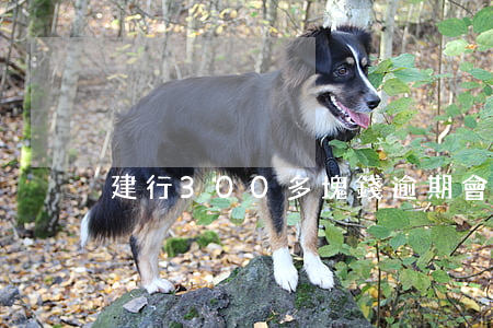建行300多塊錢逾期會上征信嗎