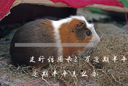 建行信用卡2万逾期半年-建行信用卡2万逾期半年怎么办