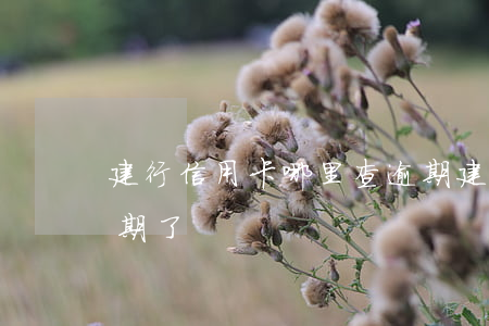 建行信用卡哪里查逾期(建行信用卡哪里查逾期了)