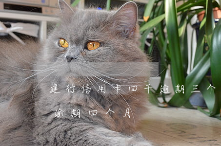建行信用卡四千逾期三个月(信用卡3000逾期四个月)