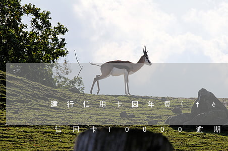 建行信用卡因年費(fèi)逾期申訴(建行信用卡10000逾期兩年)