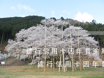 建行信用卡因年費逾期卡被凍結(jié)-建行信用卡因年費逾期卡被凍結(jié)怎么辦