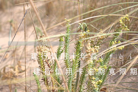 建行信用卡年費(fèi)逾期多久消除-建行 信用卡 逾期寬限期
