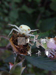 建行信用卡年費(fèi)逾期法院傳票 建行卡產(chǎn)生年費(fèi)逾期了