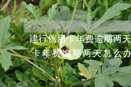 建行信用卡年费逾期两天怎么办-建行信用卡年费逾期两天怎么办理