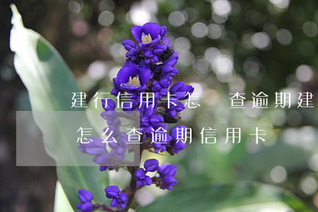 建行信用卡怎樣查逾期(建設(shè)銀行怎么查逾期信用卡)