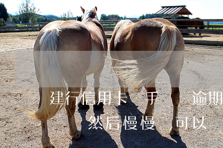 建行信用卡換手機號逾期(信用卡逾期了換手機號然后慢慢還可以嗎)