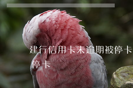 建行信用卡未逾期被停卡(我信用卡逾期现已停卡)