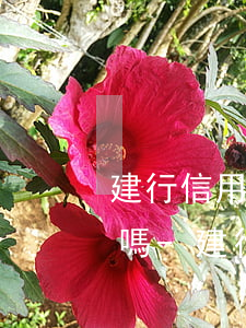 建行信用卡欠3000會(huì)被起訴嗎-建行信用卡欠3000會(huì)被起訴嗎知乎
