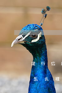 建行信用卡欠兩萬(wàn)會(huì)怎么樣 建行信用卡2萬(wàn)利息怎么算
