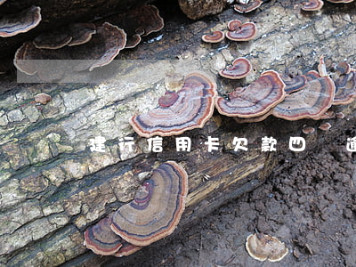 建行信用卡欠款四萬逾期
