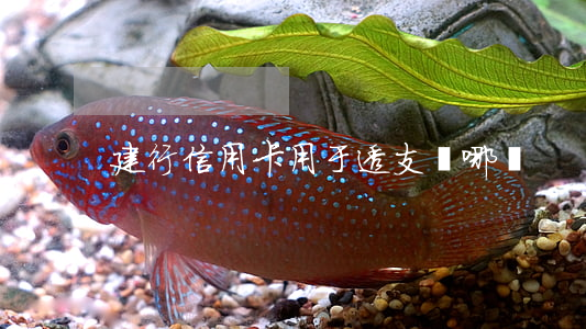 建行信用卡用于透支選哪種