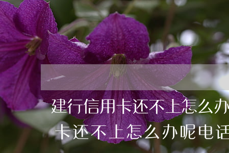 建行信用卡还不上怎么办呢电话-建行信用卡还不上怎么办呢电话客服