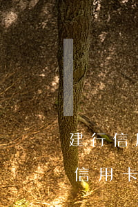 建行信用卡逾期10天內(nèi)-建行 信用卡 逾期寬限期