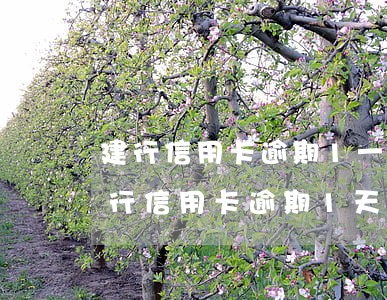 建行信用卡逾期1一個月(建設(shè)銀行信用卡逾期1天會有不良記錄嗎)