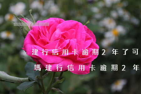 建行信用卡逾期2年了可以協(xié)商嗎(建行信用卡逾期2年了可以協(xié)商嗎嗎)