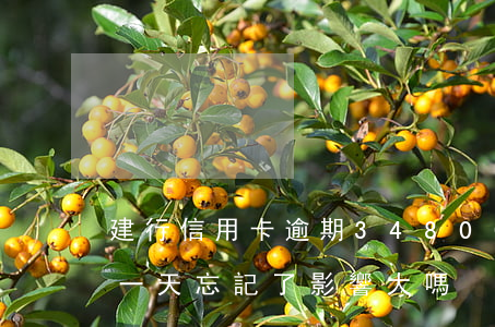 建行信用卡逾期34800(建行信用卡逾期一天忘記了,影響大嗎)