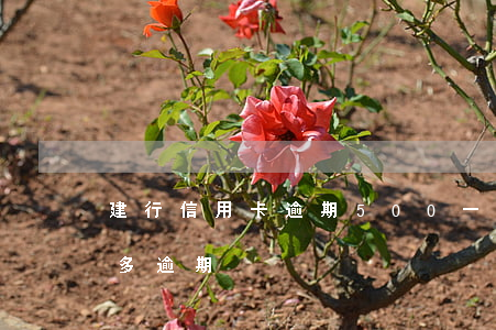 建行信用卡逾期500一天(建行信用卡5萬多逾期)