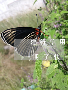 建行信用卡逾期5天知乎(建设银行信用卡逾期了快一年)