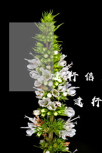 建行信用卡逾期6個(gè)月有什么后果-建行信用卡逾期6個(gè)月有什么后果嗎