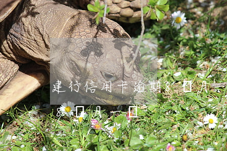 建行信用卡逾期8個月一萬(建行信用卡逾期8個月一萬)