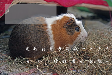 建行信用卡逾期一天上不上征信(建設(shè)銀行信用卡逾期一天有沒有影響?)