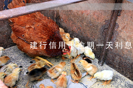 建行信用卡逾期一天利息多少