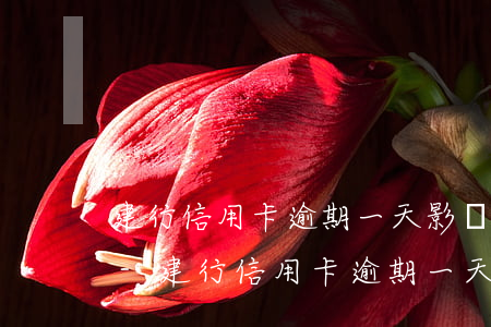 建行信用卡逾期一天影響信譽(yù)度嗎-建行信用卡逾期一天影響信譽(yù)度嗎