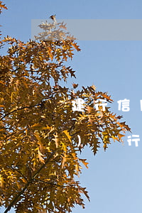 建行信用卡逾期一天算一年嗎(建設(shè)銀行信用卡逾期一天有沒有影響?)