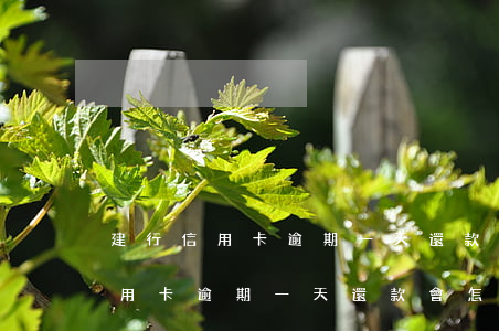 建行信用卡逾期一天還款會怎么樣-建行信用卡逾期一天還款會怎么樣嗎