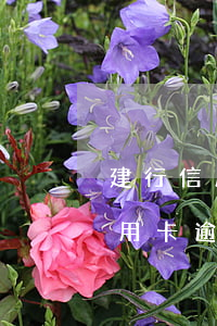 建行信用卡逾期一年多还能解冻吗-建行信用卡逾期一年多还能解冻吗安全吗