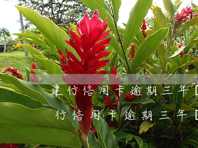 建行信用卡逾期三年說要起訴是真的嗎-建行信用卡逾期三年說要起訴是真的嗎嗎