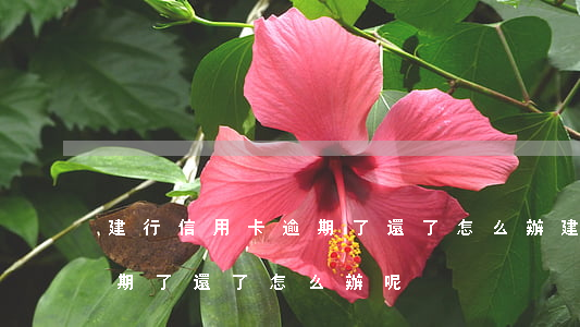 建行信用卡逾期了還了怎么辦(建行信用卡逾期了還了怎么辦呢)