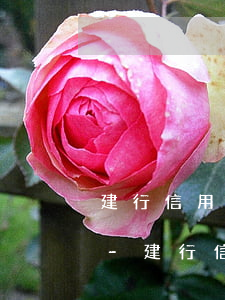 建行信用卡逾期了還會(huì)有額度嗎-建行信用卡逾期了還會(huì)有額度嗎怎么辦