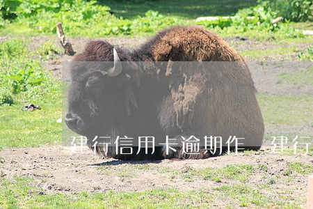 建行信用卡逾期作廢(建行 信用卡 逾期寬限期)