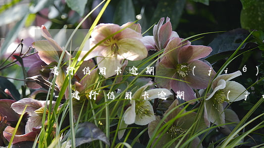 建行信用卡逾期凍結(jié)還要注銷嗎-建行信用卡逾期凍結(jié)還要注銷嗎怎么辦
