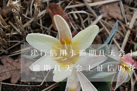 建行信用卡逾期几天会上征信吗(建行信用卡逾期几天会上征信吗花呗)