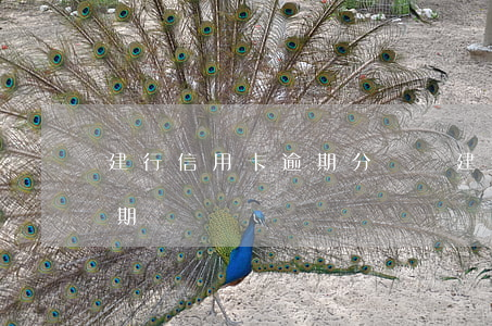 建行信用卡逾期分幾級(建行 信用卡 逾期寬限期)